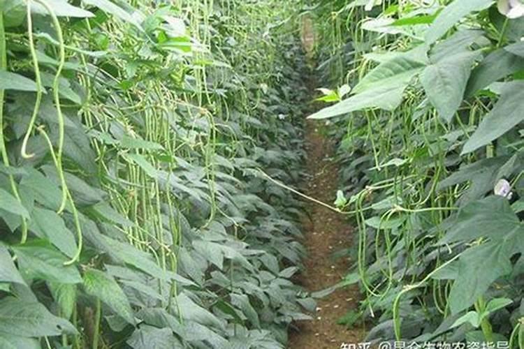 花盆种菜怎么施肥 花盆种菜如何施肥
