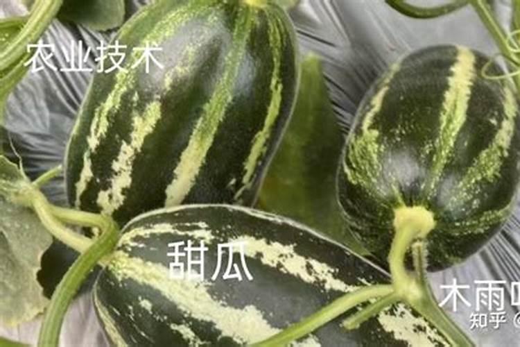 甜瓜苗期可以喷叶面肥吗？