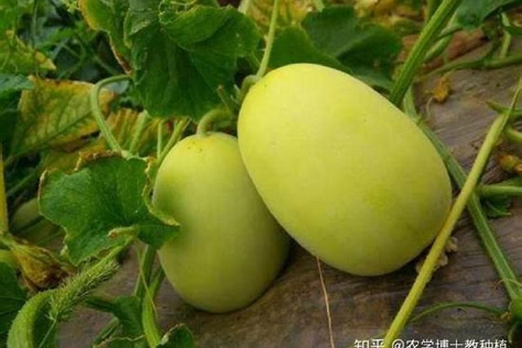 请问香瓜和工长茄子苗期冲施氮肥好还是磷肥好？
