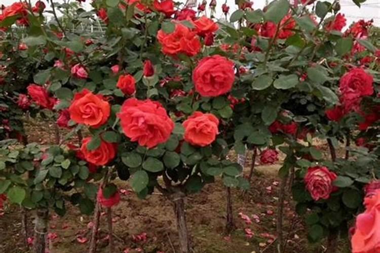月季花施肥方法怎样给月季花施肥