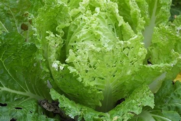 种马铃薯用什么肥料最好