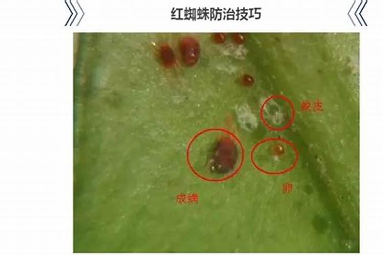 大葱追肥料用什么肥料效果好呢？应该在什么时候追肥呢？
