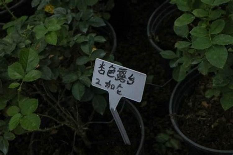 用鸡蛋黄水浇栀子花可以吗？