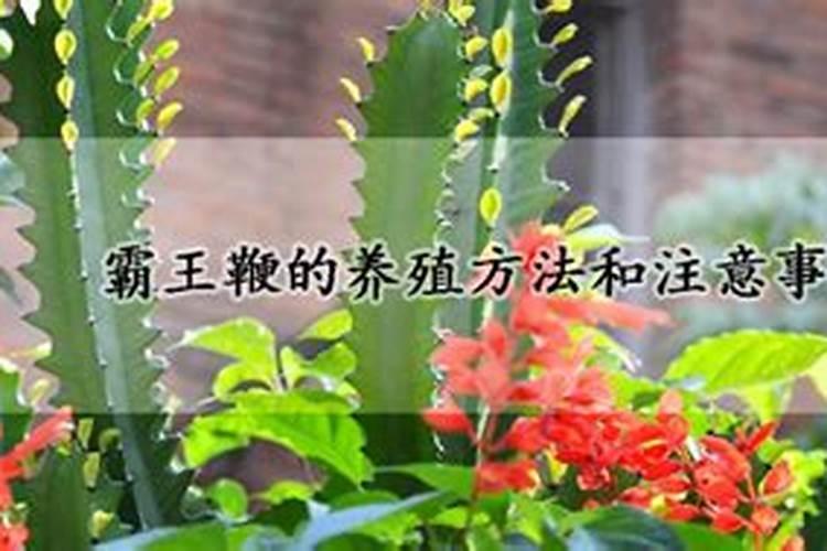 肥料算什么科目