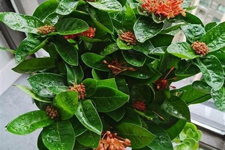 龙船花怎么养殖成活率比较高