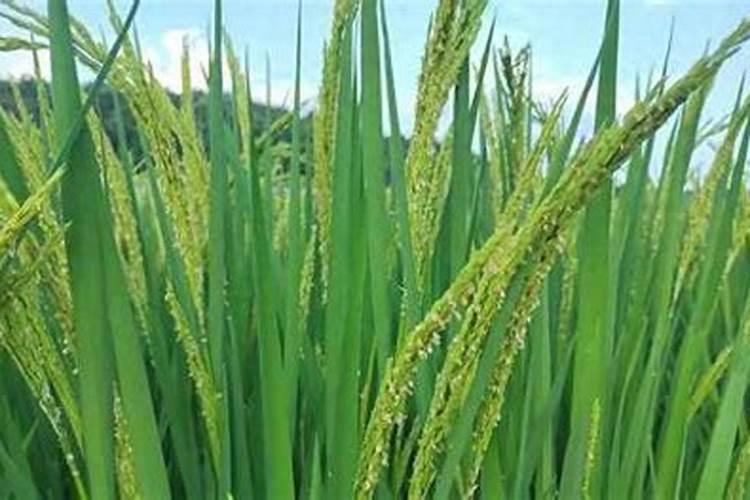 山东鱼台水稻几月几号停止施肥