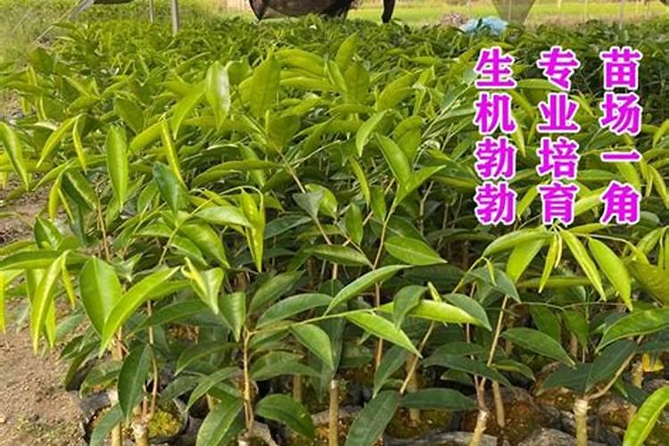 硼肥能直接撒在土上吗