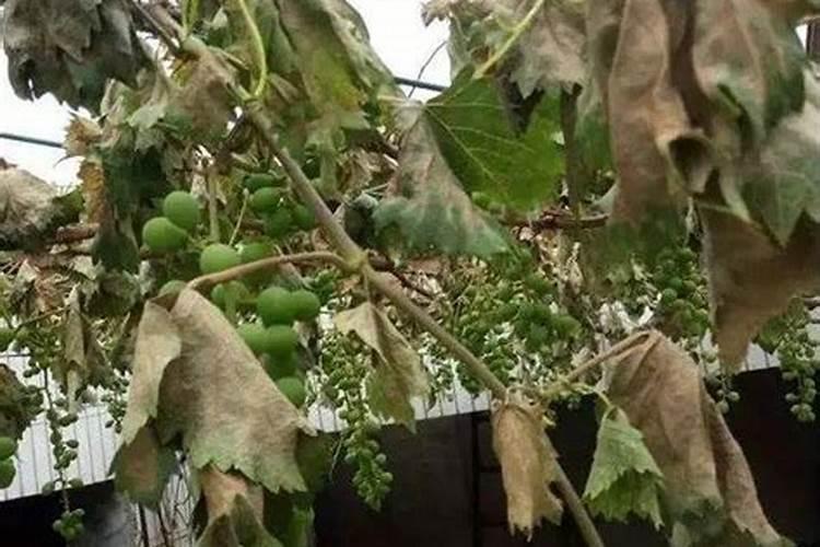核桃树什么时候喷农药？用什药一年喷几次农药？