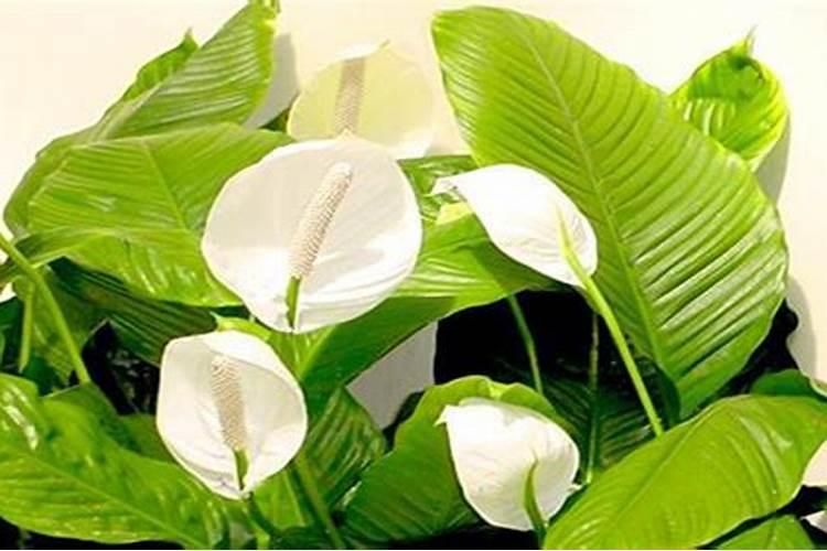 观叶植物施肥真的需要多氮吗？