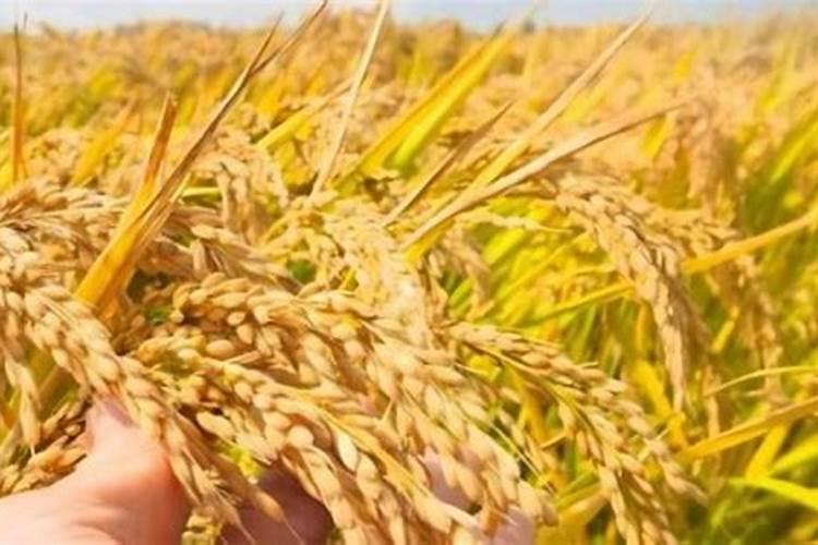 种小麦上肥料只用磷肥和钾肥可以吗？