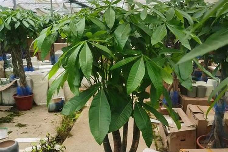 小发财树什么季节施肥最好 施肥多少合适