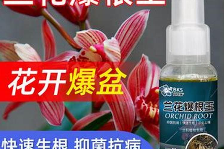 兰花可以施饼肥吗,饼肥水可以浇兰花吗