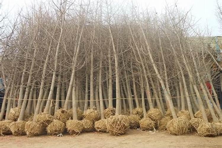 如何给盆景施肥？