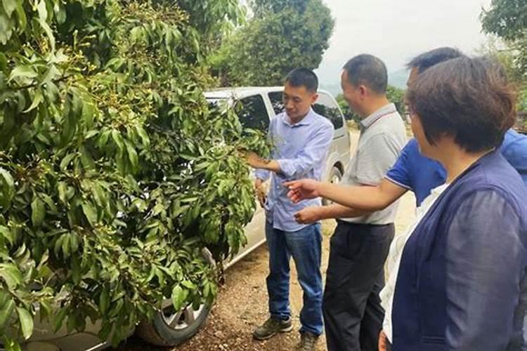 钾肥对西瓜有什么作用