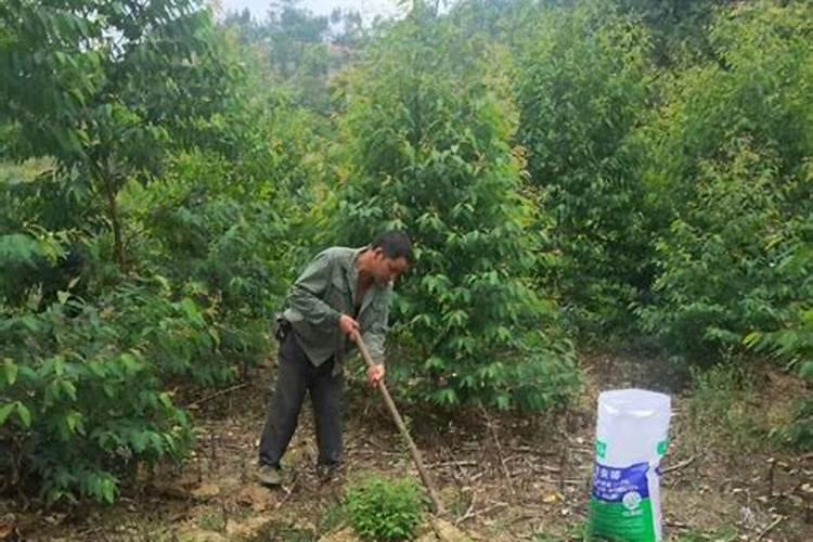 桉树施什么肥最好