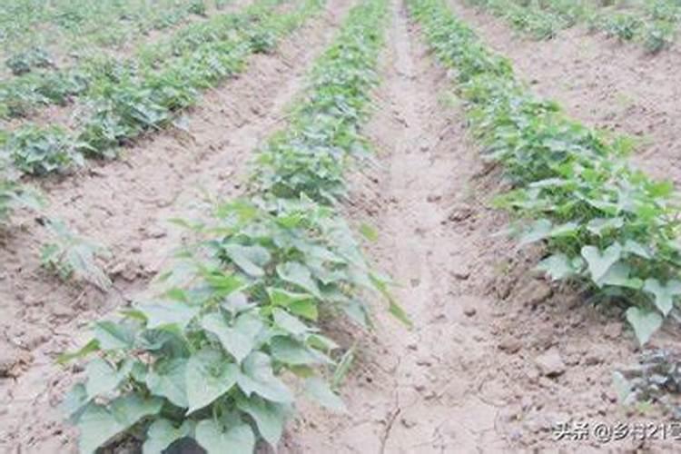 种红什么时候施肥最好