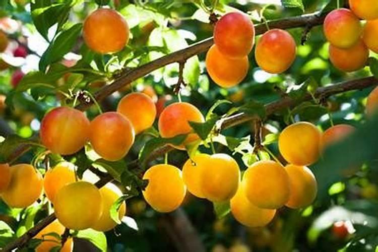 无花果汁液能祛斑吗