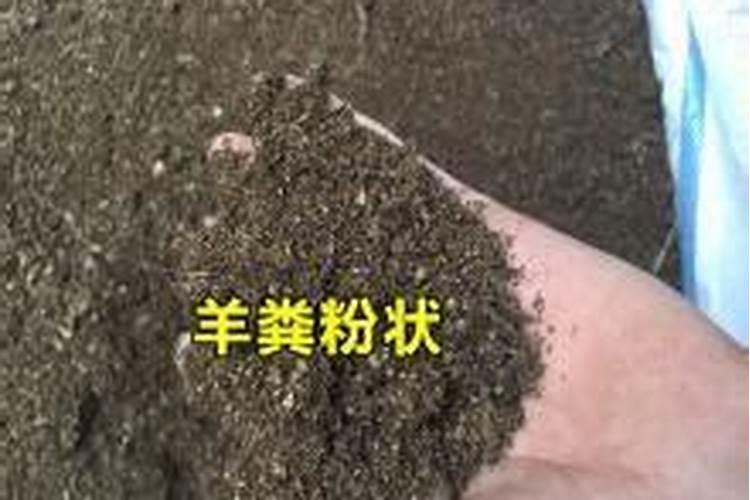 土豆是忌氯作物吗