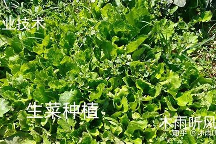 月季花苞上可以喷蚊香水后可以晒太阳吗