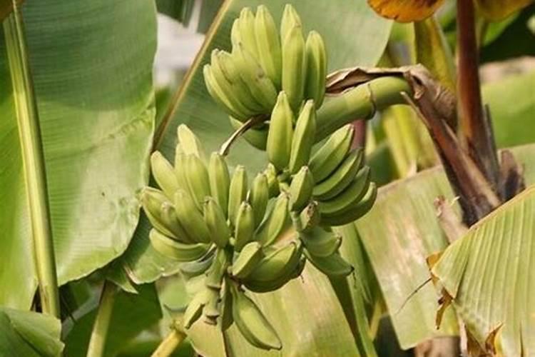 高产香蕉需要掌握的科学施肥技术有哪些