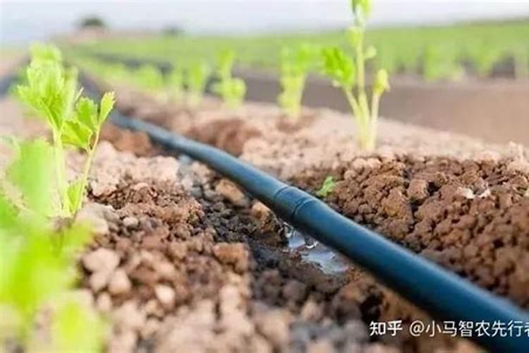 水杨酸钠在肥料中的用量