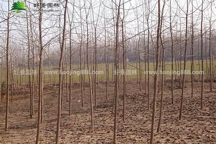 山芋肉果树什么时候施肥好