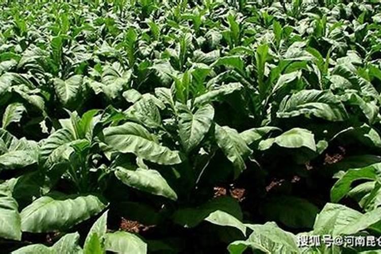 烤烟用什么叶面肥？一共需要施肥几次？