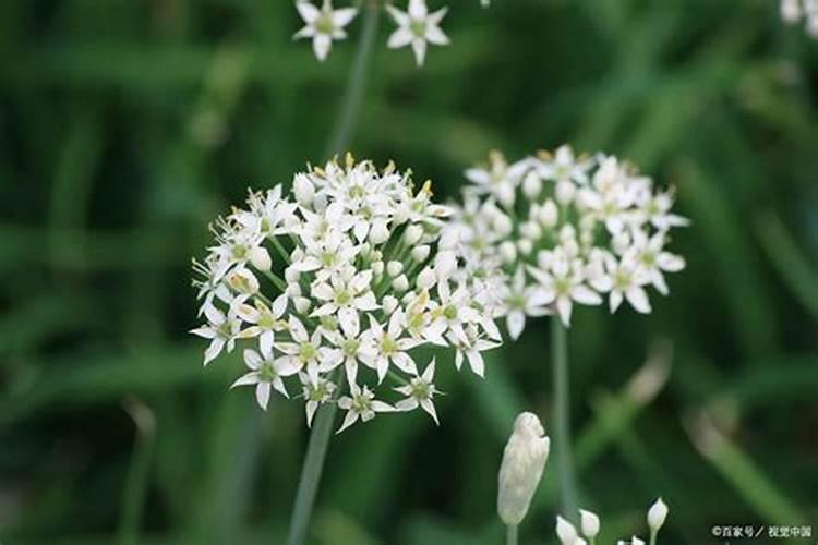 韭菜入冬前需要施肥吗？