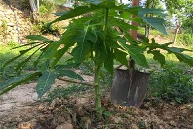 木瓜只开花不结果怎么办