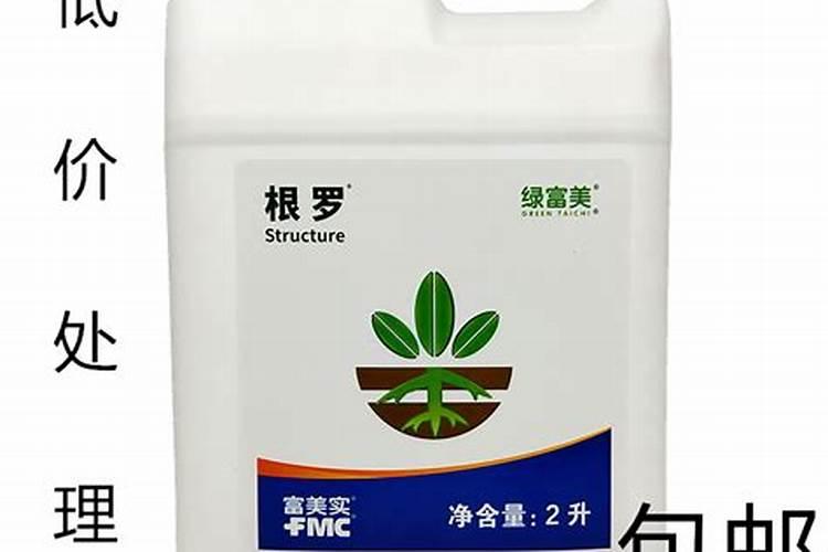 北美冬青什么时候种植最好