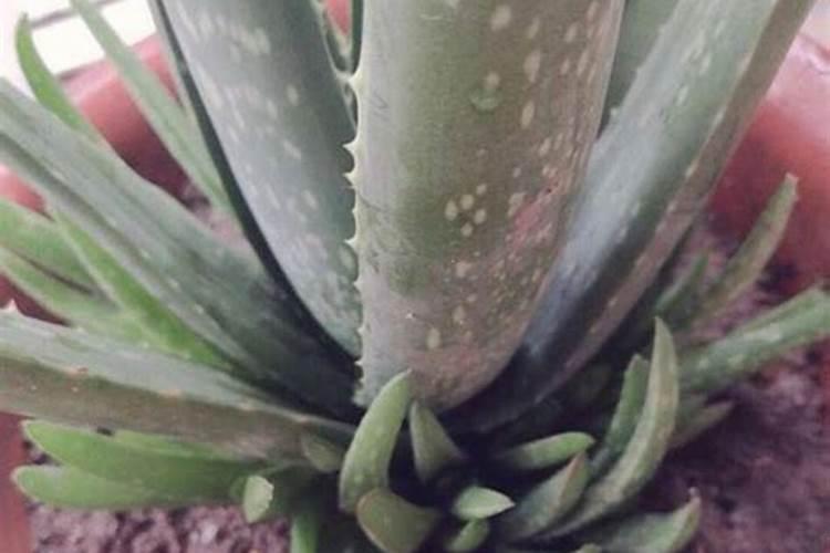 草莓苗栽下去几天可以施肥