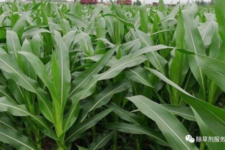 玉米大喇叭口期打什么叶面肥好？