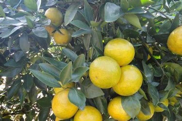 月季夏季施肥时间和方法