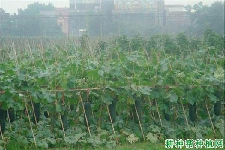 蒲瓜种子多久发芽