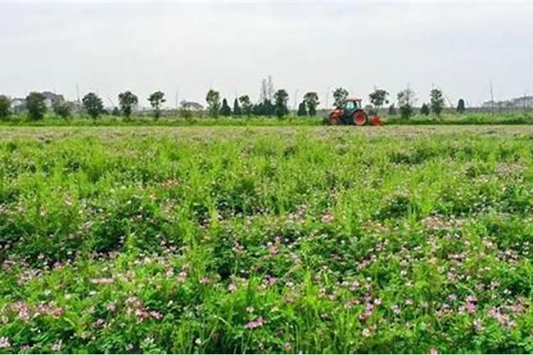 花卉叶面肥用什么好 花卉叶面肥浓度多少合适