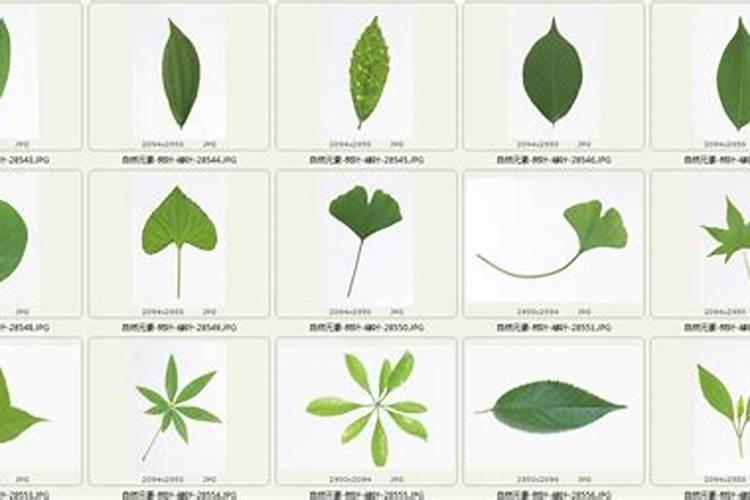 氮肥如何被植物吸收的？