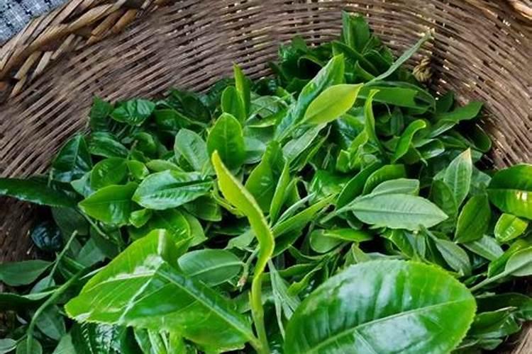豇豆的高产施肥方法