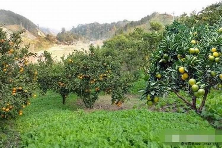 硝酸钾是复合肥料吗？