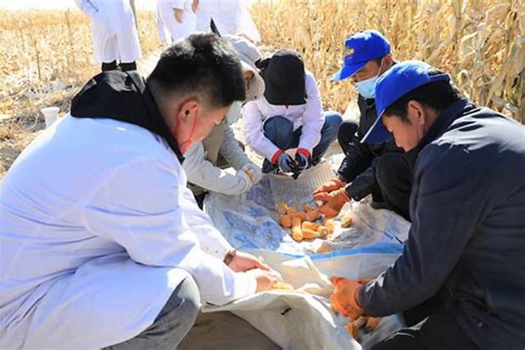 种玉米用什么化肥最好？