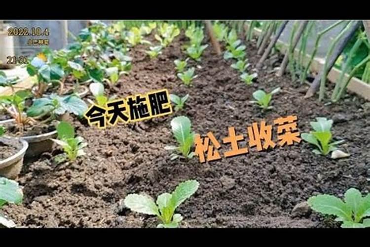 草莓施肥用什么肥草莓施肥时间方法