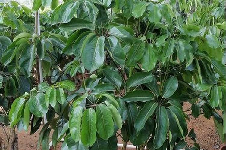 种植大姜想要产量高、品相好,都有哪些技巧？