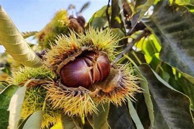 你好咨询一下栗子树秋天新栽的栗子树秋天能施肥吗？