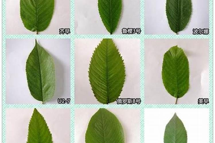 苹果树补钙的叶面肥有哪些