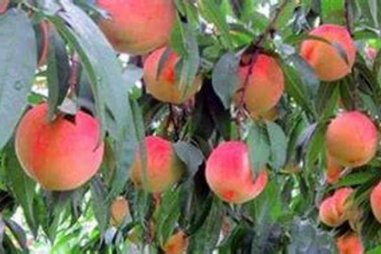 小桃树苗用什么肥长得快 如何合理施肥