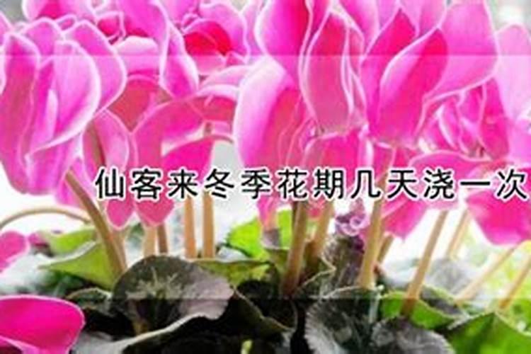 果树移栽后什么时候开始施肥？如何管理移栽后的第一年？拿葡萄举例？