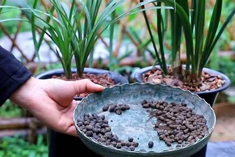 施肥,养兰的一把双刃剑