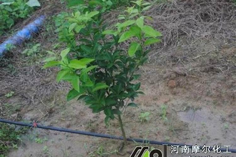 柑橘幼苗水溶肥的用量是多少？