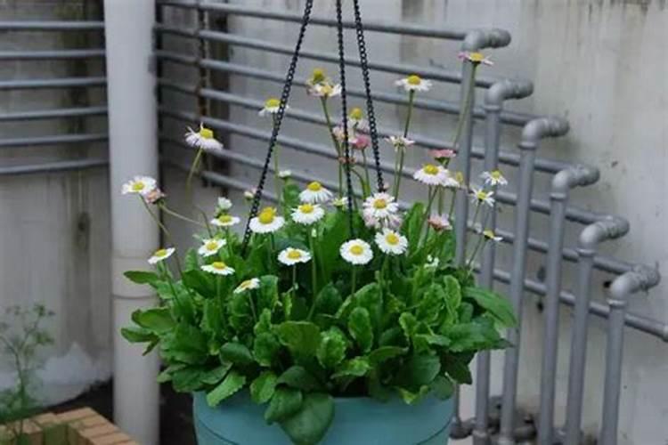 大棚无花果种植技术