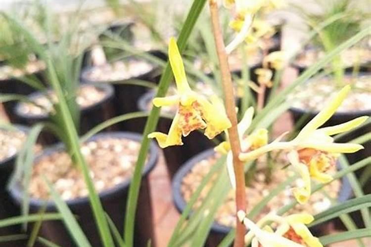 兰花开花期间怎么施肥