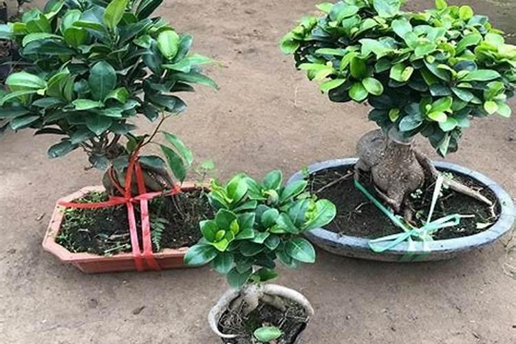 氮肥养花一克用多少水兑